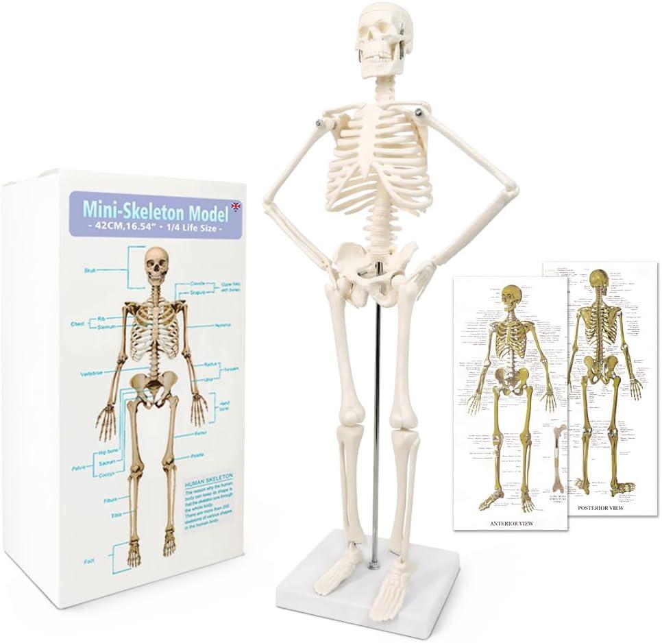 NEW HORIZON 17.7“ High Scientific Human Skeleton Model for Anatomy,Anatomy Human Body Model,with Movable Arms and Legs Bones Structures,Whole Spine and Ribs of The Skeleton Model are Integrated