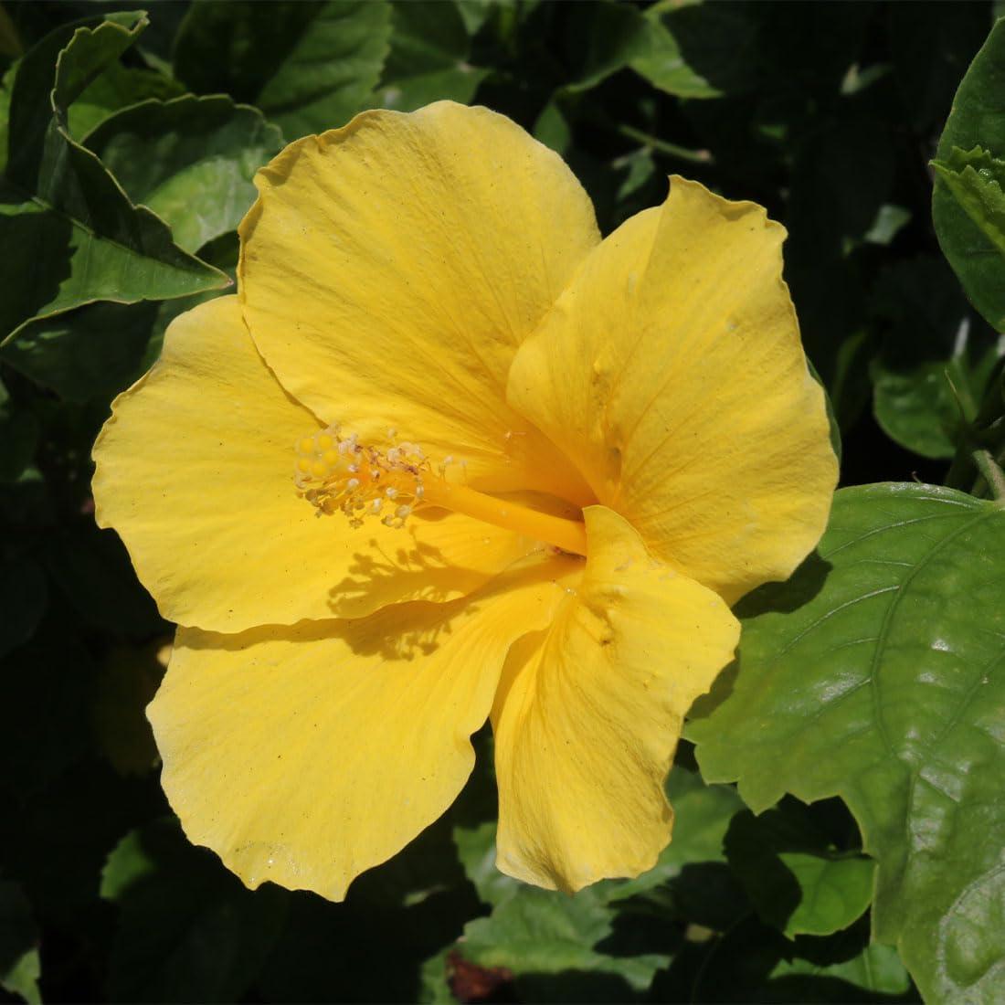 American Plant Exchange Live Flowering Yellow Hibiscus Bush,  10-Inch Pot, Tropical Shrub Perfect for Home and Garden