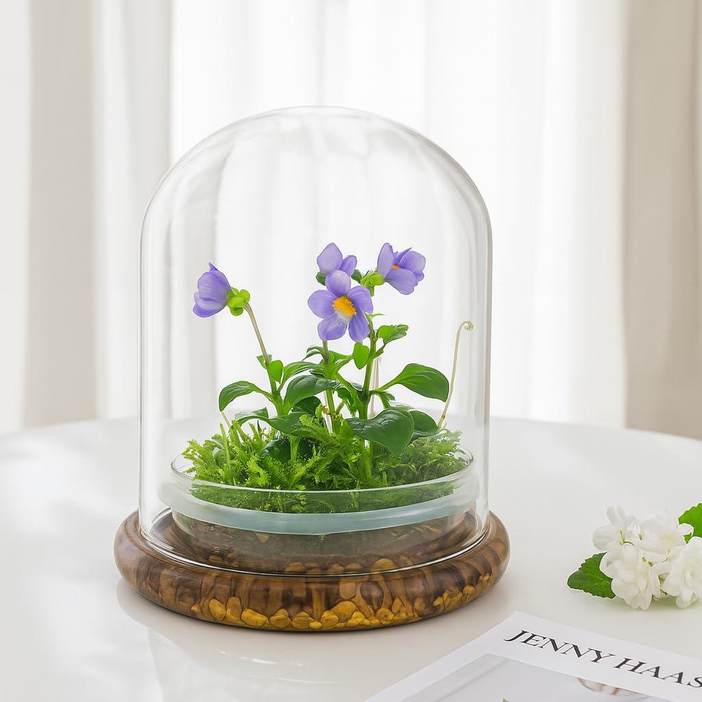 Award Winning: Persian Violet with Sundew Moss - Live Flower Terrarium in Self Sustaining Glass Jar, Maintenance Free and Blooms All-Season, Great Unique Gift and Home Decor, 100% Growth Guarantee