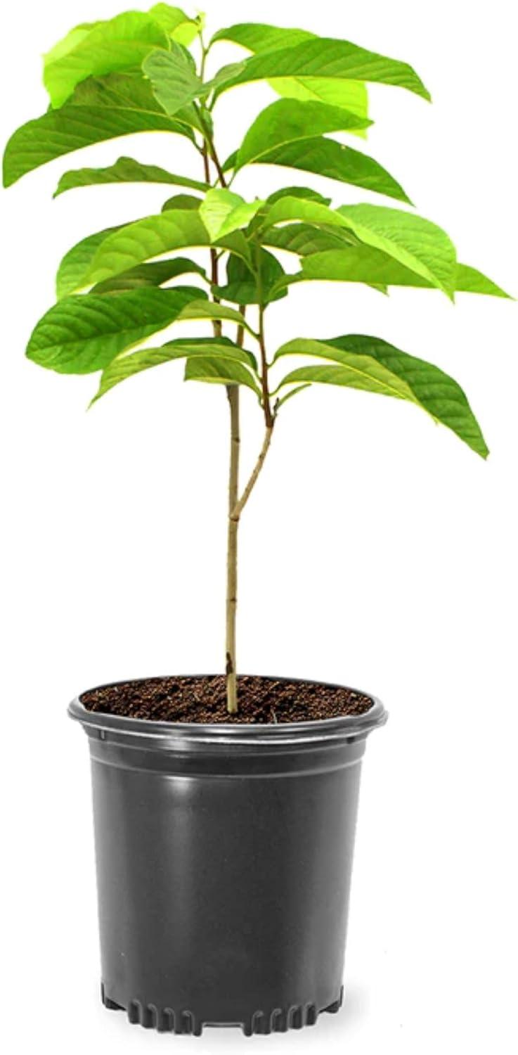 American Plant Exchange Fruit Trees Paw Paw Tree, Live Outdoor Landscape Plant, 1-Gallon Pot