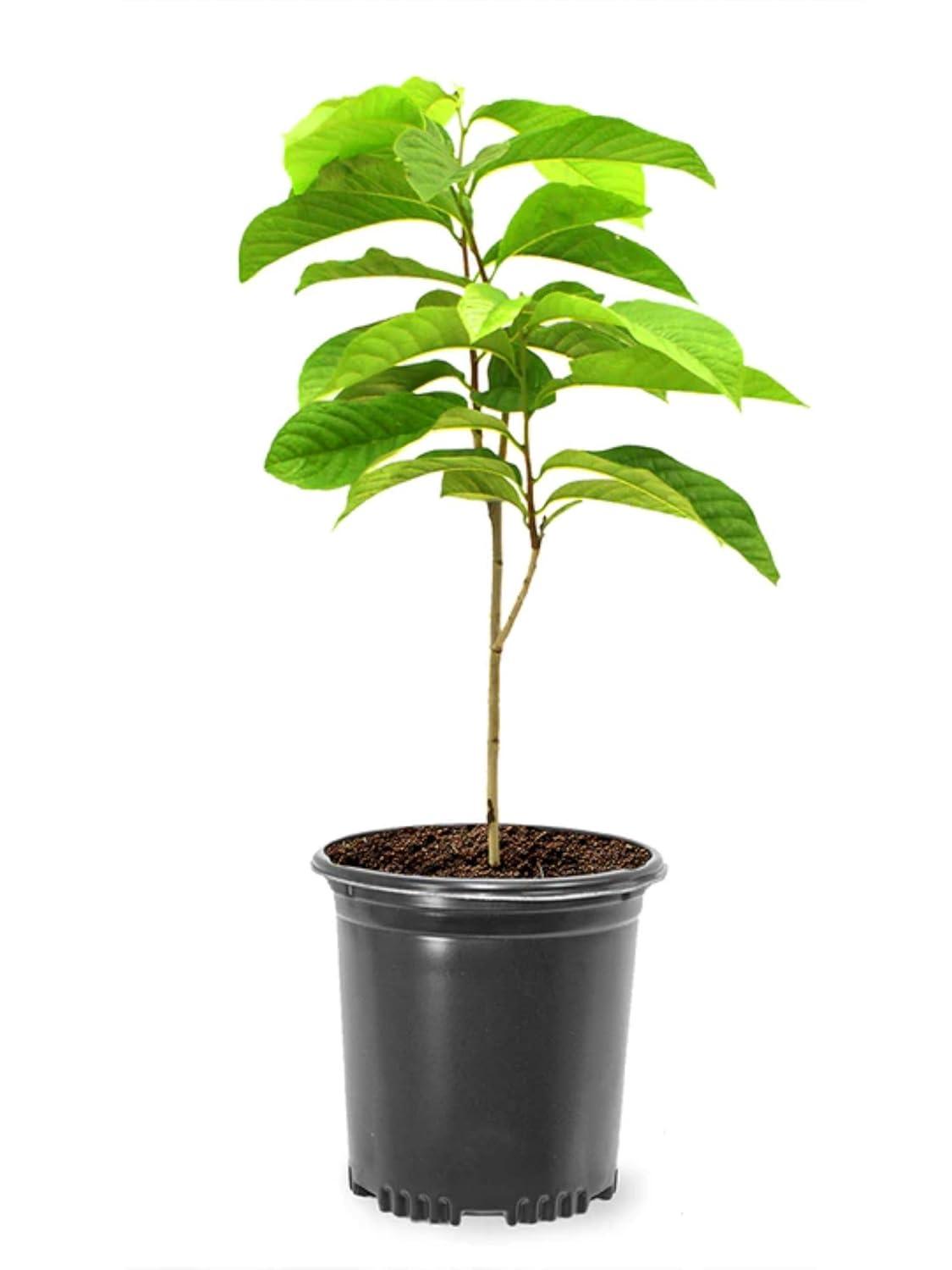 American Plant Exchange Fruit Trees Paw Paw Tree, Live Outdoor Landscape Plant, 1-Gallon Pot