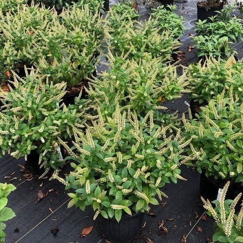 Proven Winners ITEPRC1037800 Fizzy Mizzy Sweetspire Live Plant, 4.5 in. Quart, White Flowers