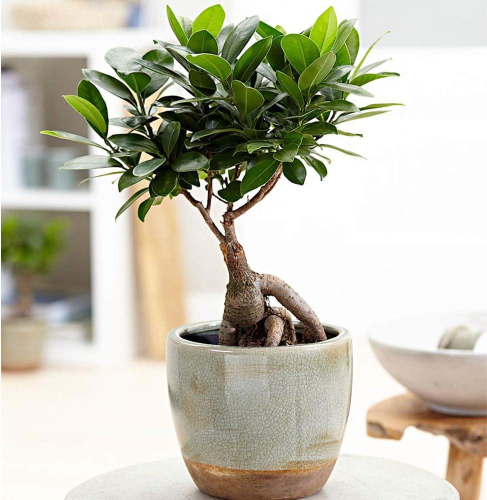 American Plant Exchange Ginseng Ficus Bonsai Tree, Exotic Live Plant, 6-Inch Pot, Perect for Home and Office