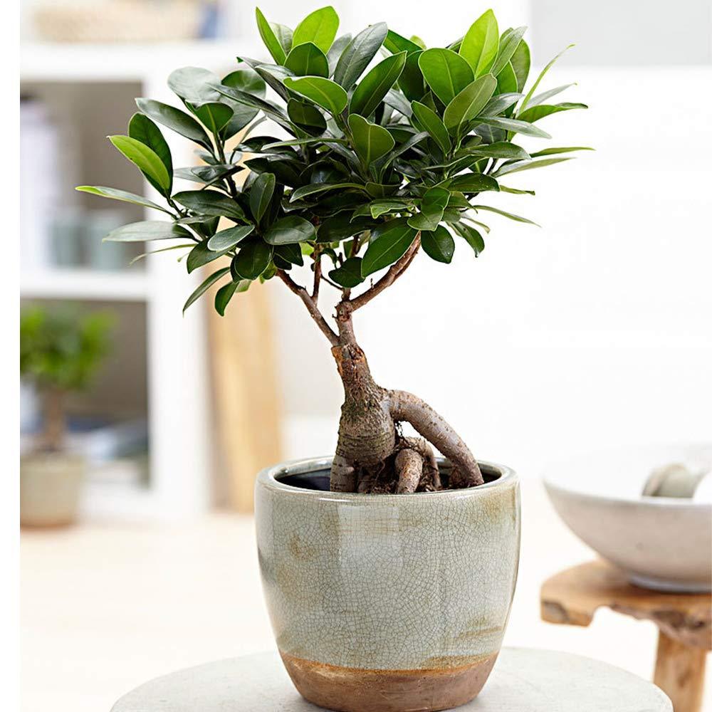 American Plant Exchange Ginseng Ficus Bonsai Tree, Exotic Live Plant, 6-Inch Pot, Perect for Home and Office