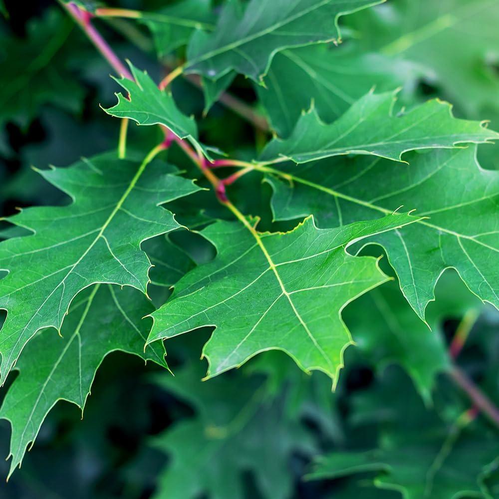 5 Gal. Northern Red Oak Deciduous Shade Tree with Green Foliage