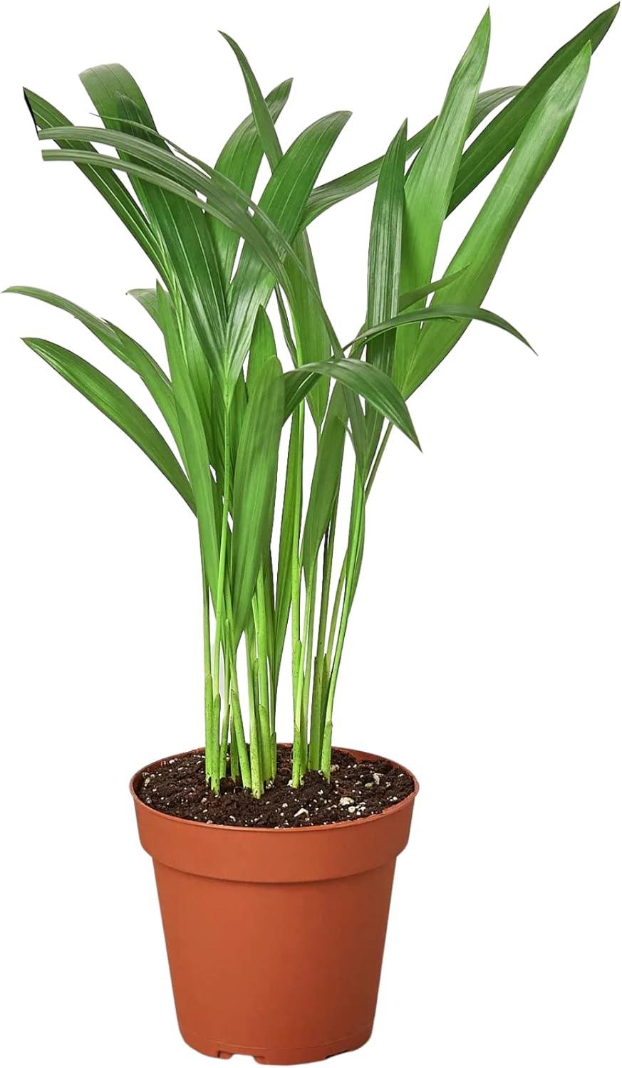 House Plant Shop Live Palm Plant