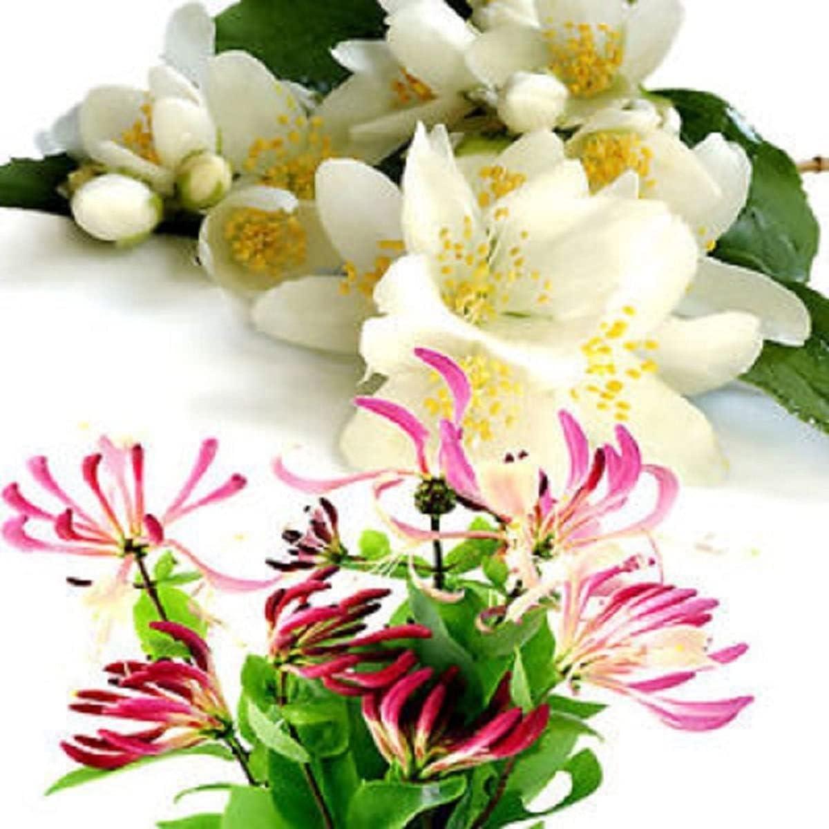 Jasmine Honeysuckle Fragrance Oil (Our Version of The Brand Name) (16 oz Bottle) for Candle Making, Soap Making, Tart Making, Room Sprays, Lotions, Car Fresheners, Slime, Bath Bombs, Warmers………