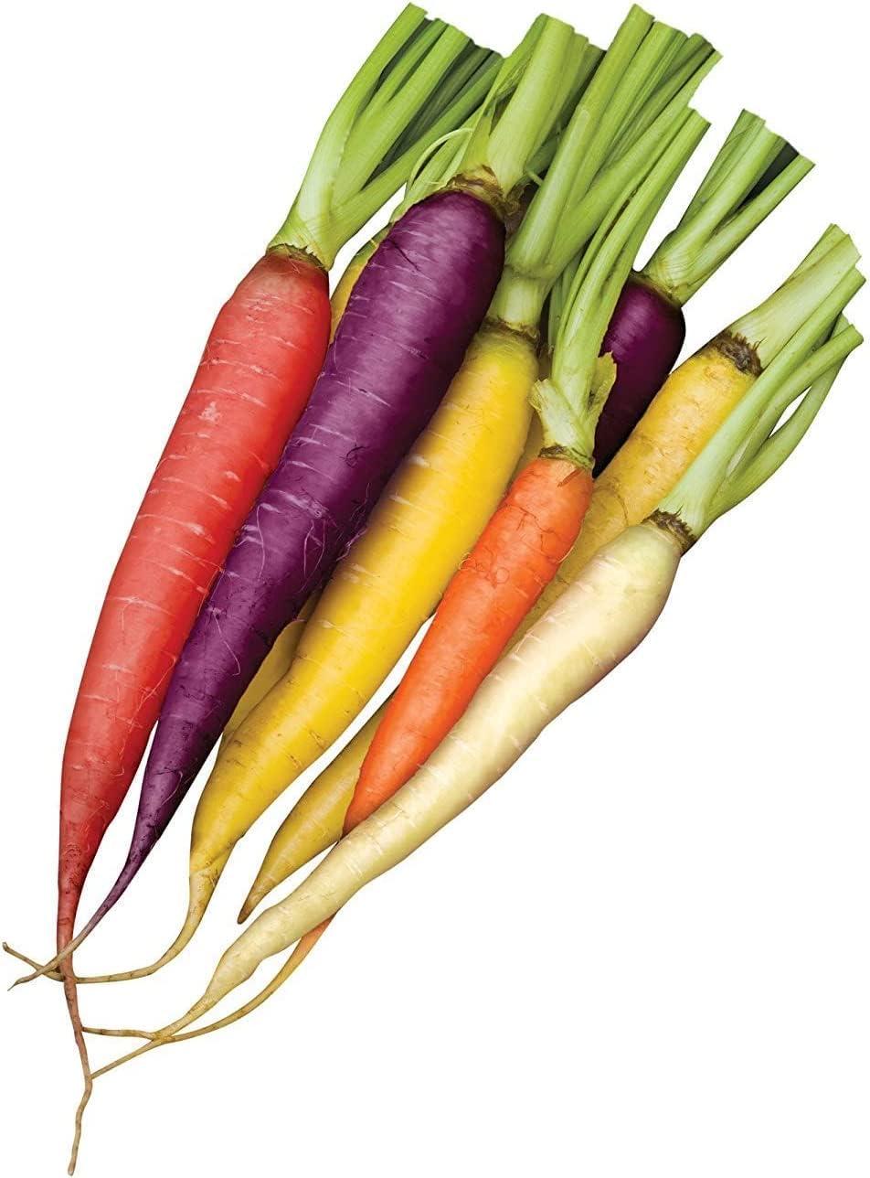 Rainbow Blend Carrot Seeds (Daucus carota) – 500+ Heirloom Non-GMO Seeds, Rare and Colorful Varieties, by Isla’s Garden Seeds, Perfect for Home Vegetable Gardens, Fresh and Vibrant Harvest
