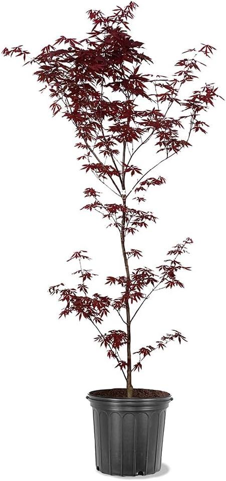 Emperor I Japanese Red Maple Tree in 5-Gallon Container