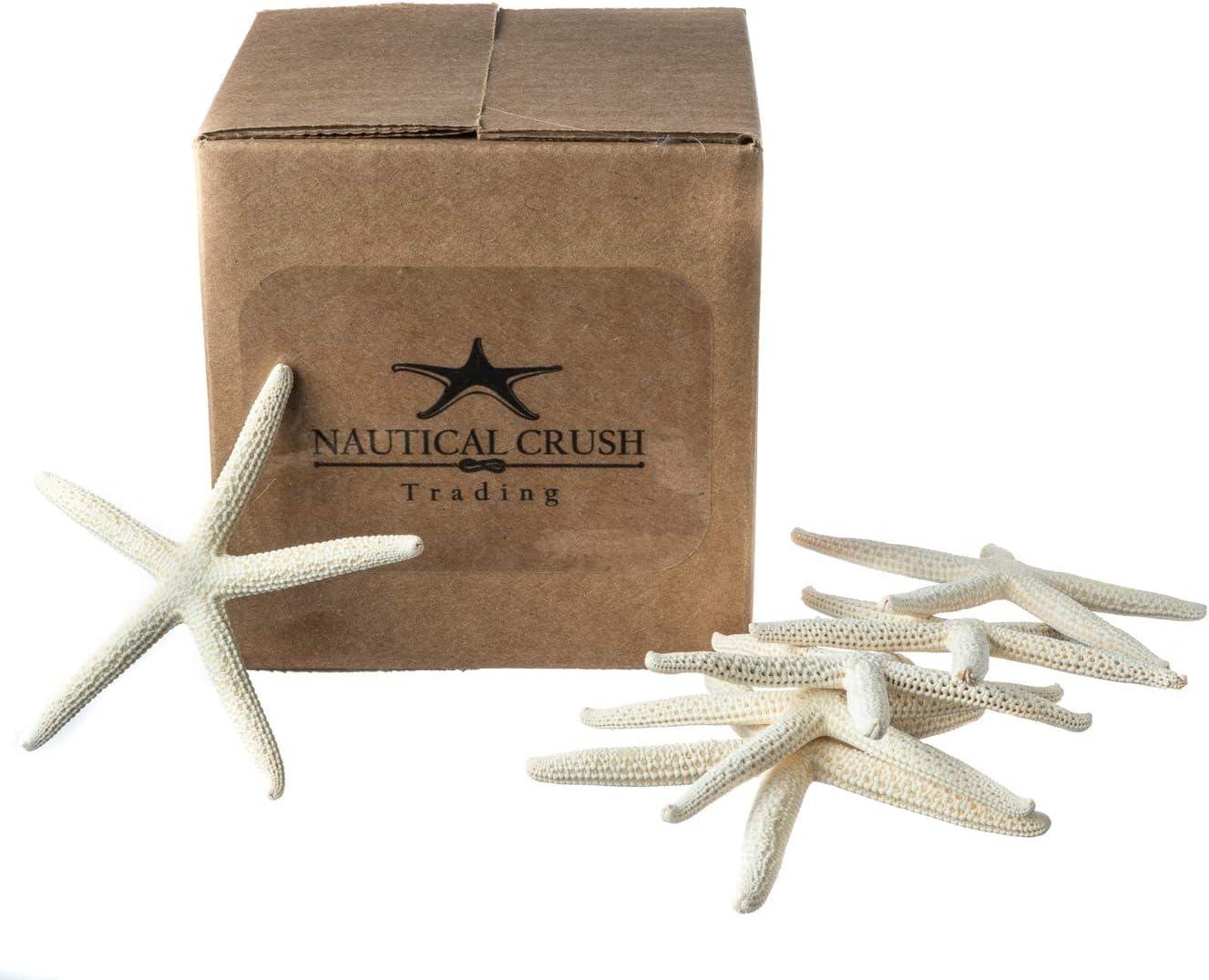 Starfish | 6 White Finger Starfish 3"-4" | Home Decor Art & Crafts