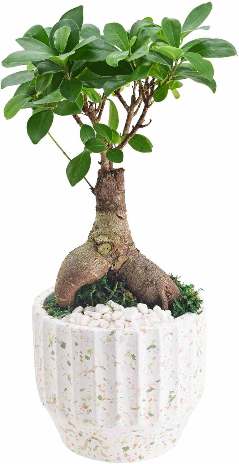 Bright Light 14'' White Small Ginseng Ficus Bonsai in Ceramic Planter