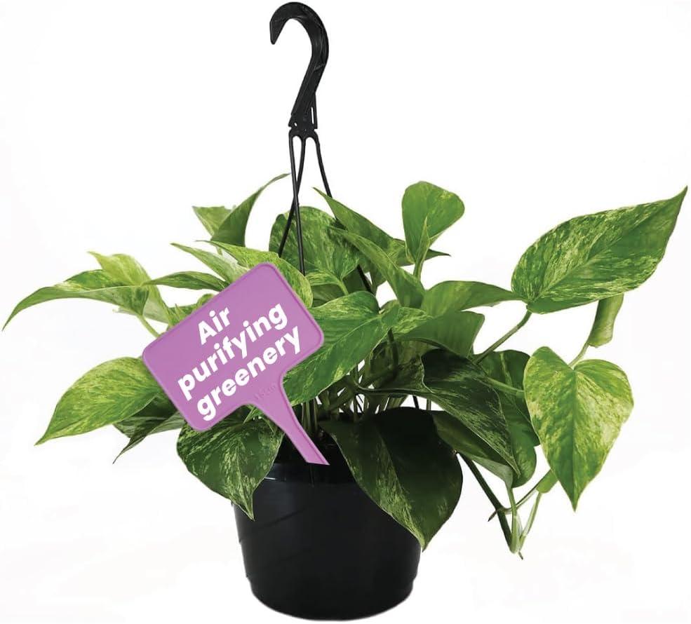 American Plant Exchange Marble Queen Pothos Indoor/Outdoor Live Plant, 2 Gallon Hanging Basket