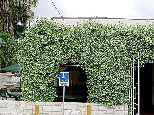 Star Jasmine 10 Live Plants Evergreen Vine