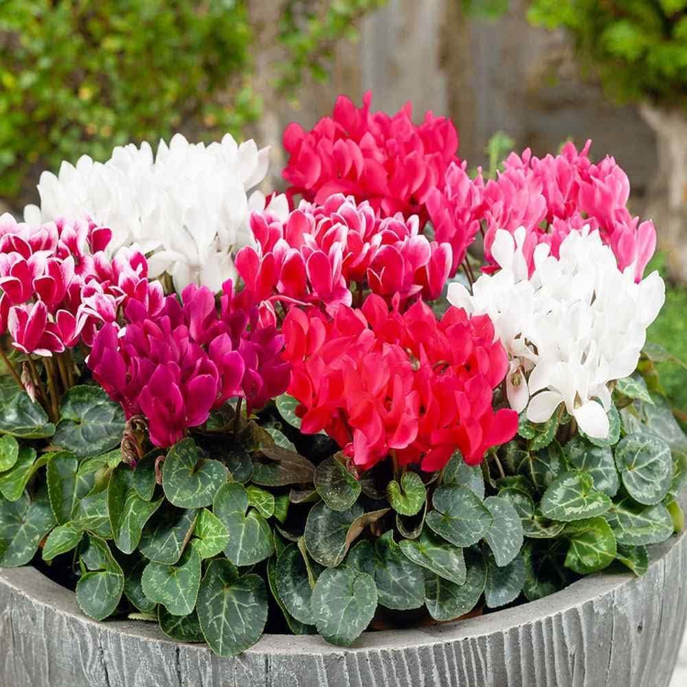 Outsidepride Annual Cyclamen Persicum for Partial Shade - 100 Seeds