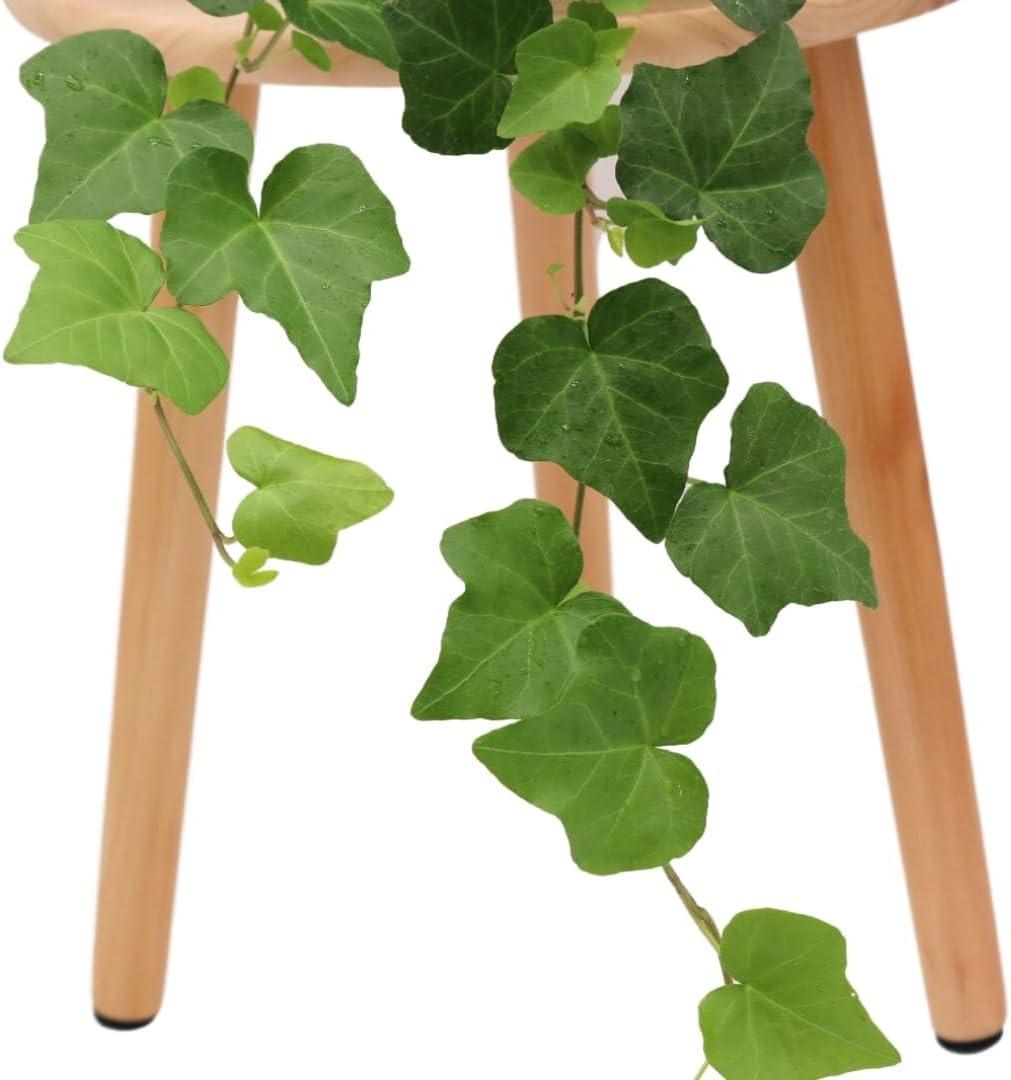 American Plant Exchange English Ivy Green, Live Plant, Medium Leaf, 6-Inch Pot, Vining Houseplant