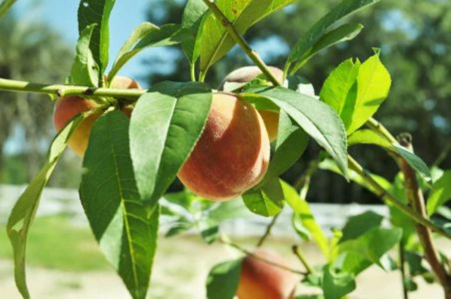 American Plant Exchange Fruit Trees Belle of Georgia Peach Outdoor Landscape Tree, Live Large 5-Gallon Pot