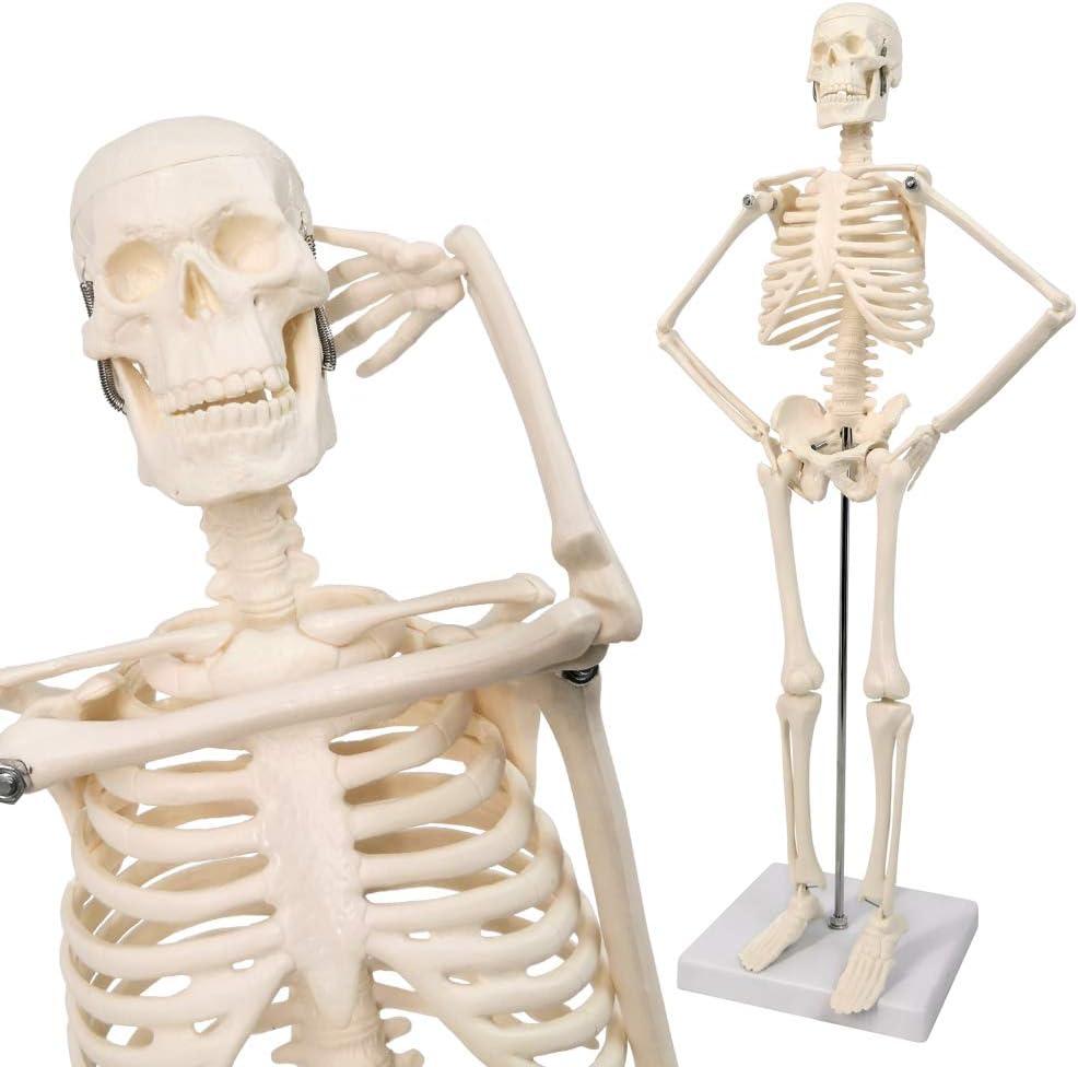 NEW HORIZON 17.7“ High Scientific Human Skeleton Model for Anatomy,Anatomy Human Body Model,with Movable Arms and Legs Bones Structures,Whole Spine and Ribs of The Skeleton Model are Integrated
