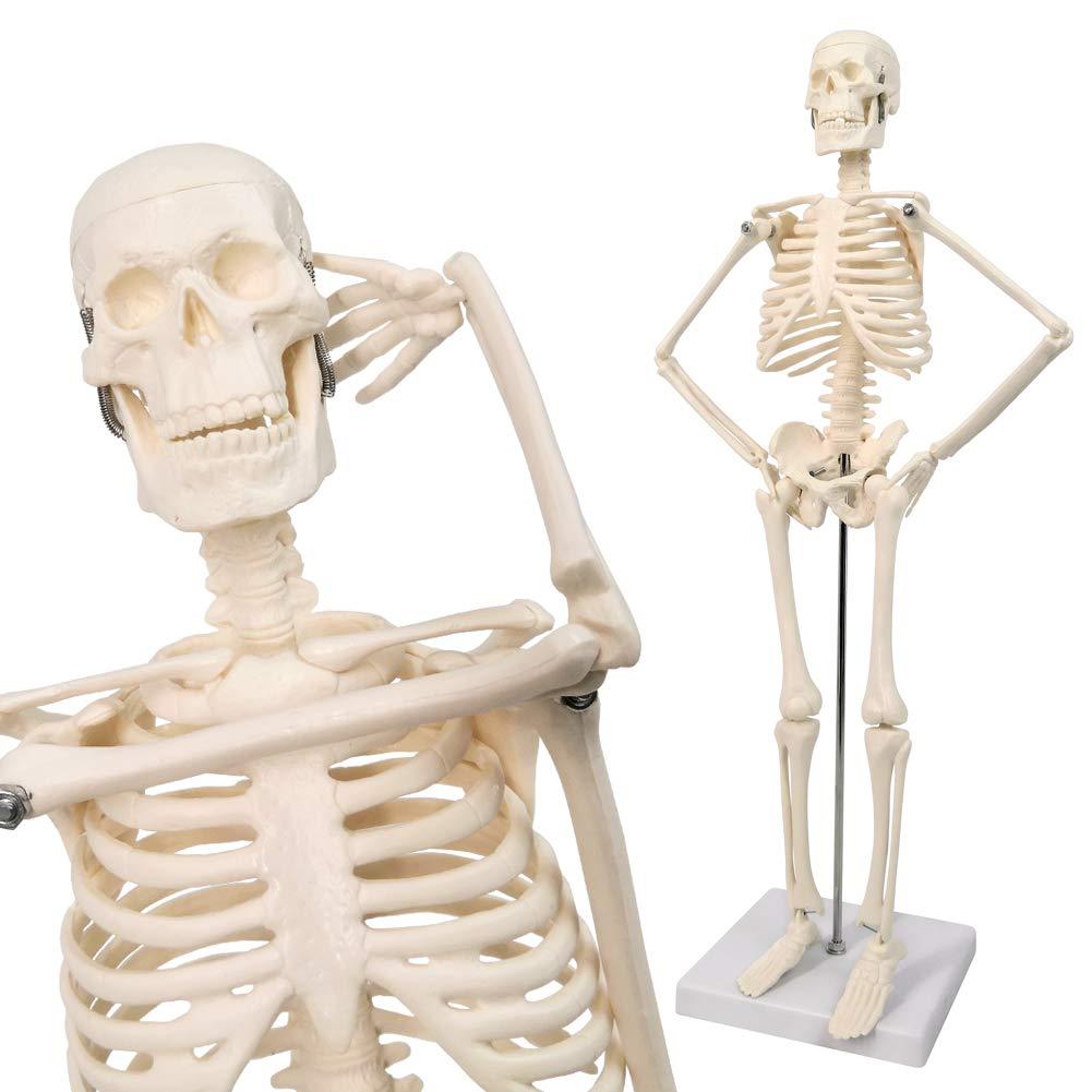 NEW HORIZON 17.7“ High Scientific Human Skeleton Model for Anatomy,Anatomy Human Body Model,with Movable Arms and Legs Bones Structures,Whole Spine and Ribs of The Skeleton Model are Integrated