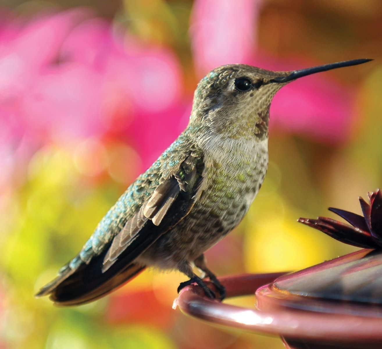 Audubon Park 9oz Hummingbird Bird Food