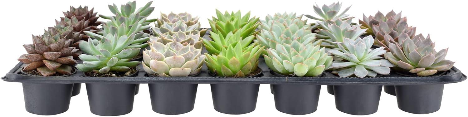 Echeveria Assorted Mini Succulents in Black Pots, 28-Pack