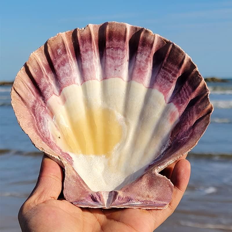 2 PCS Large Great Orange Lions Paw Scallop 5-6" Shells for Baking Smudging Craft Beach Decor. Ocean Beach Seashells Perfect for Home Decoration, Art Craft, Vase Filler Fish Tank