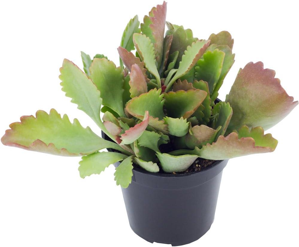 Altman Plants Live Succulent Plants 4-Pack - Desert Fire House Plant Mix - Full Sun - 2.5-Inch Pots