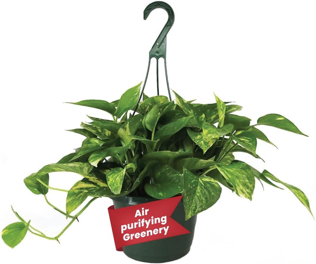 Golden Pothos 8-Inch Hanging Basket Indoor/Outdoor Live Plant