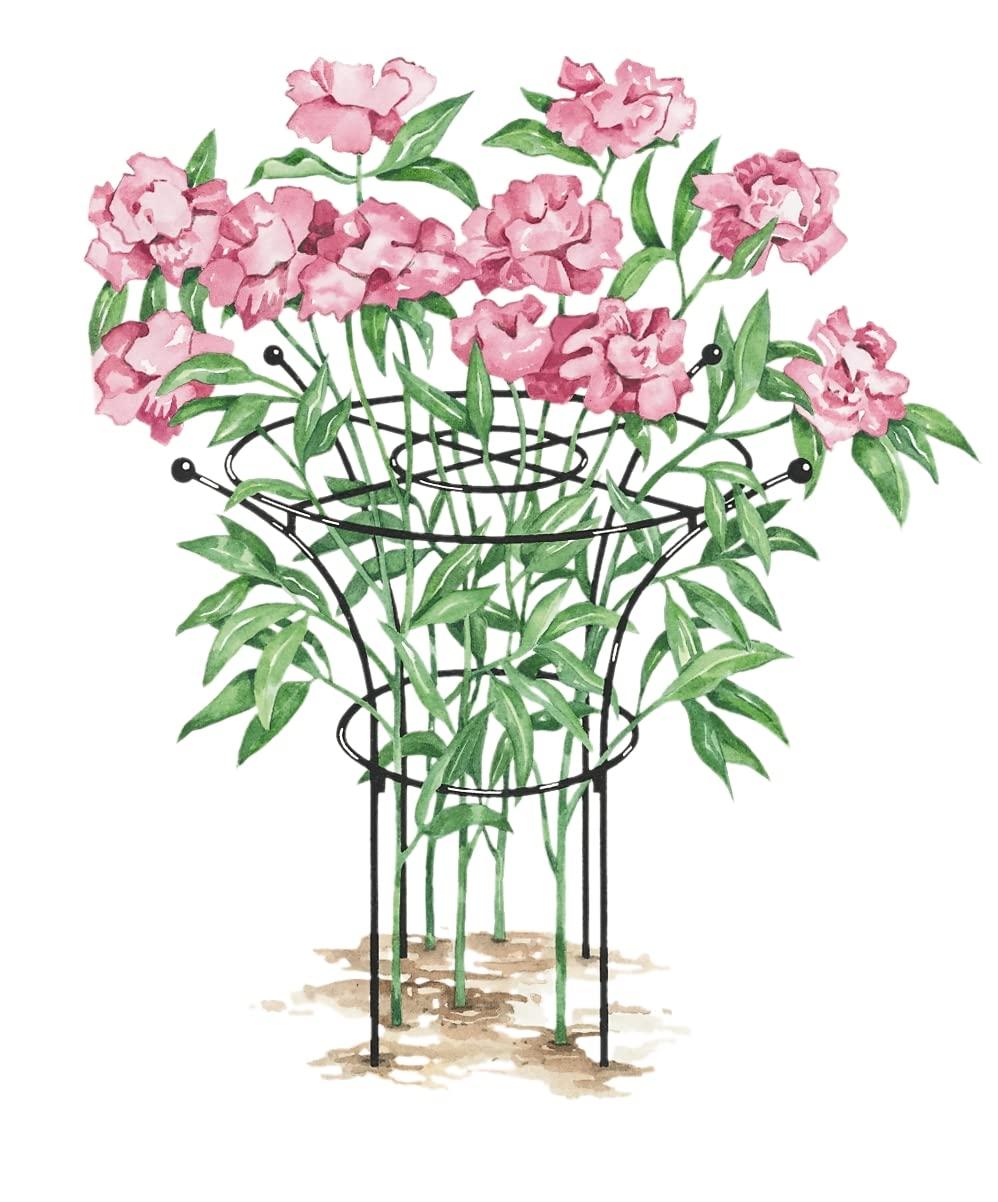 Essex Plant Supports
