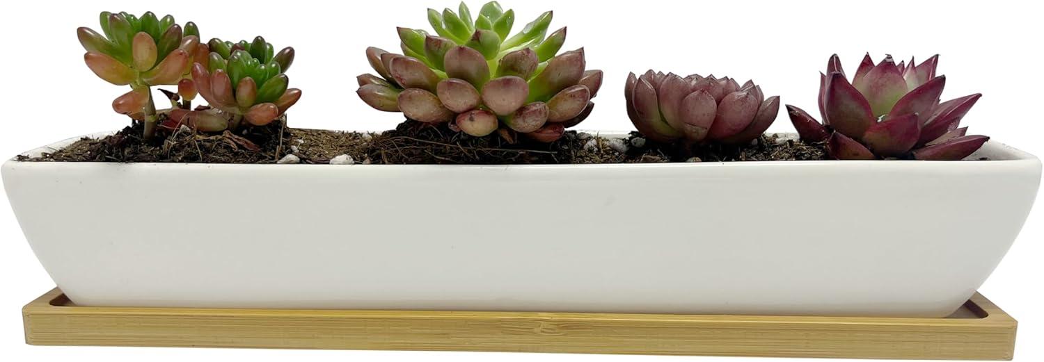 White Ceramic Rectangular Succulent Planter with Bamboo Saucer