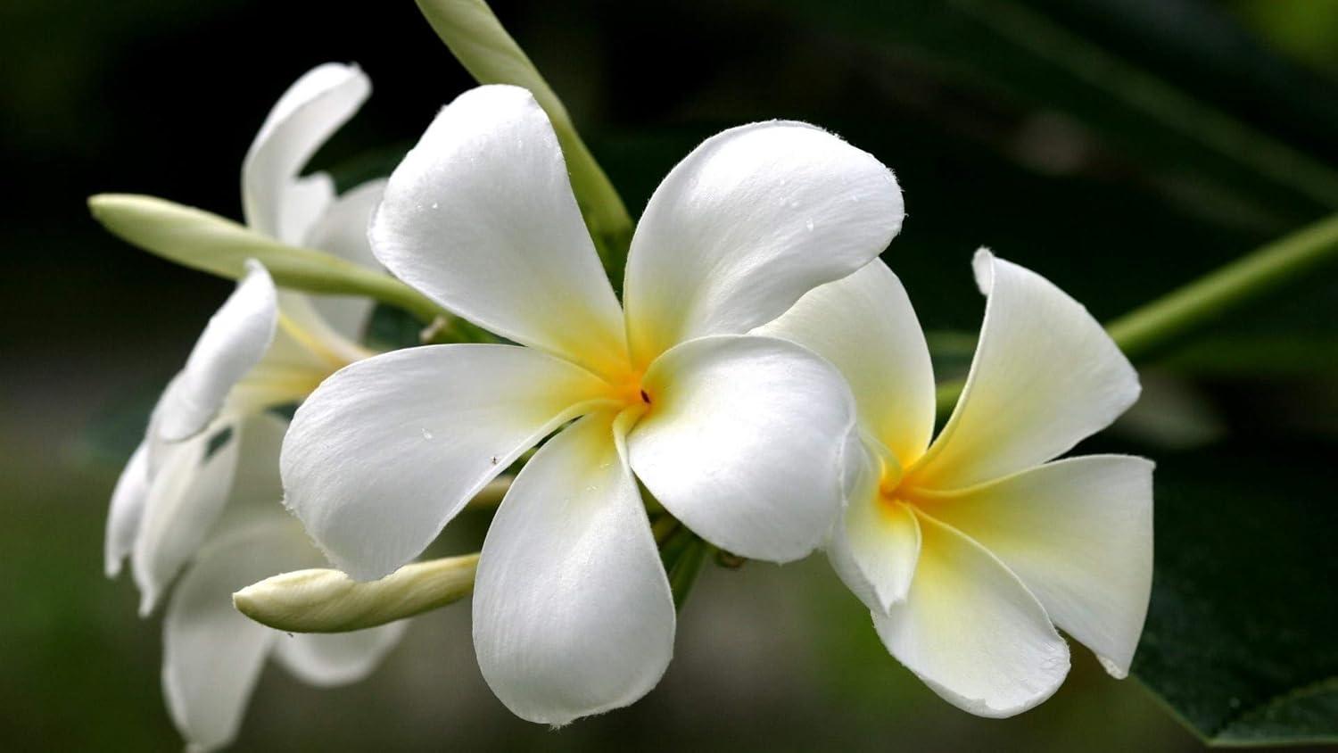 Hawaiian White Plumeria Plant Cutting ~ Grow Hawaii