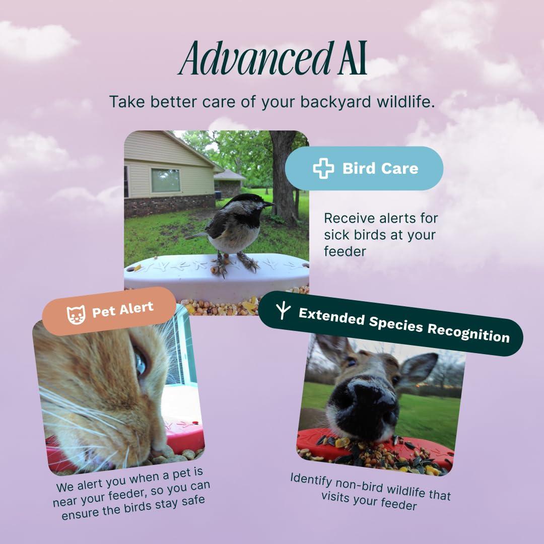 Bird Buddy Smart Bird Feeder with Camera and Solar Roof: Weather-Resistant, Hanging or Pole Mount
