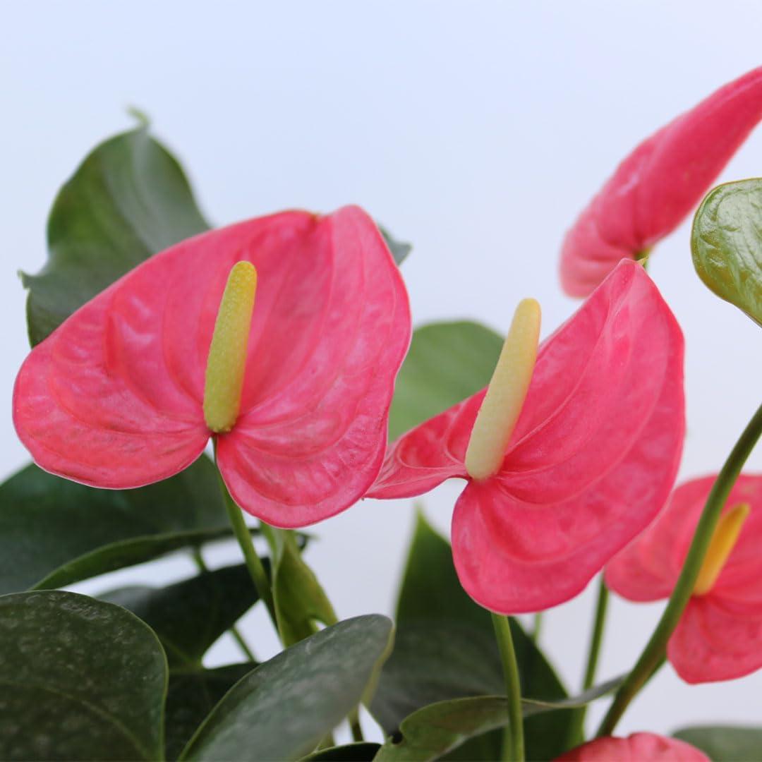 American Plant Exchange Pink or Peach Anthurium Flamingo Flower, 6-Inch Pot