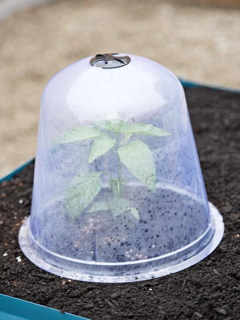 Gardeners Supply Company Large Garden Cloche Plant Protector | Clear Sturdy PVC Plants Bell Dome Heat & Freeze Cover with Top Hole Ventilation for