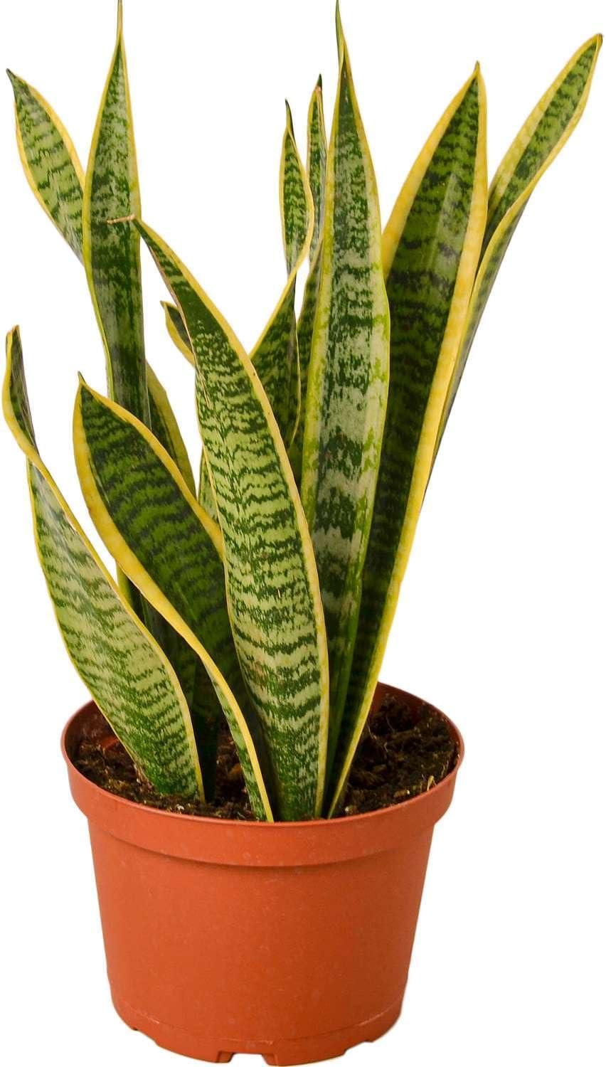 House Plant Shop Live Foliage Plant