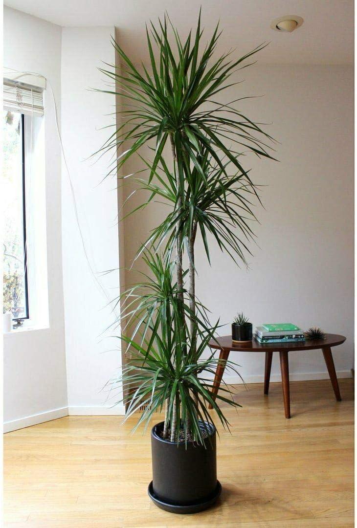 Extra Large Madagascar Dragon Tree in Black Pot