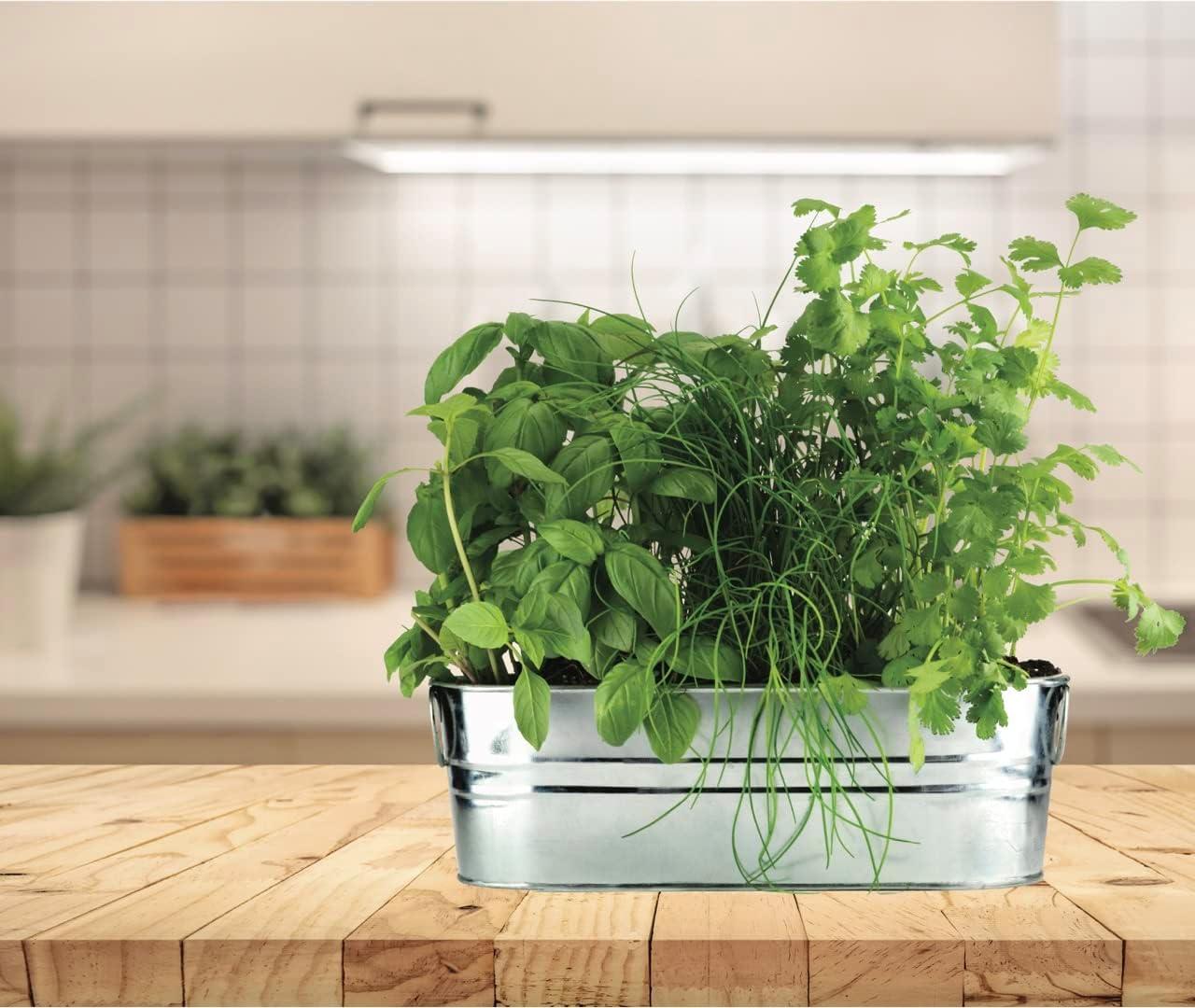 Buzzy Kitchen Herb (Organic Basil, Cilantro & Chives) Indoor Windowsill Grow Kit