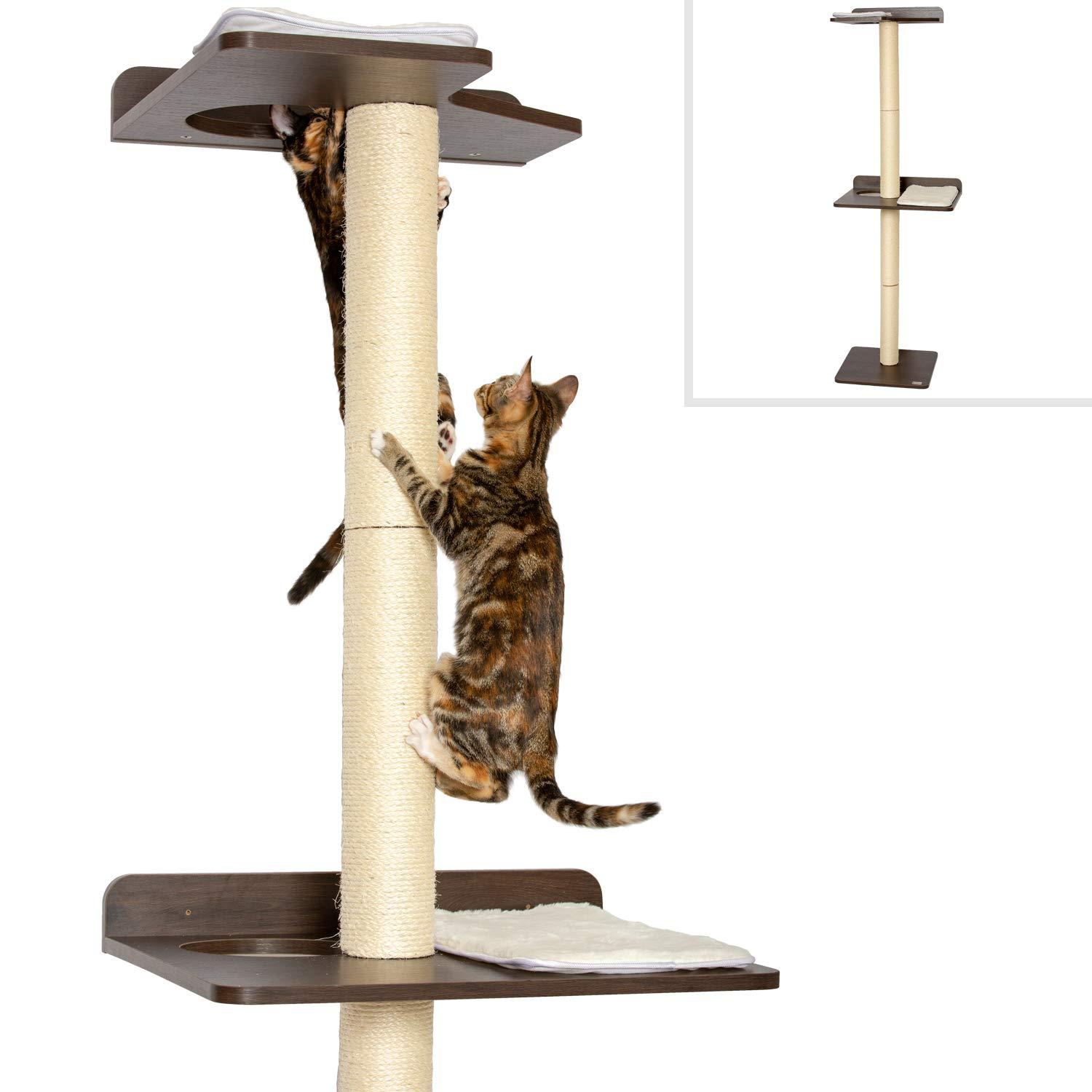 The Ultimate Cat Climber