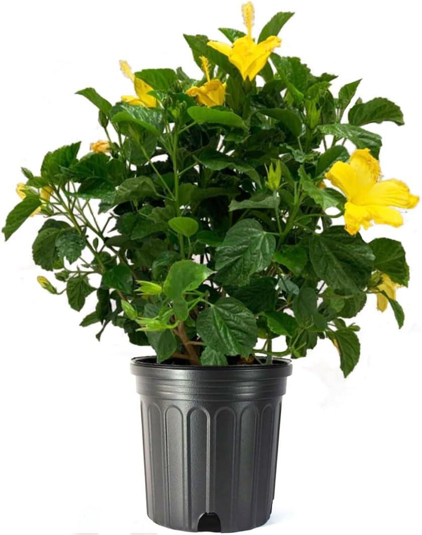 American Plant Exchange Live Flowering Yellow Hibiscus Bush,  10-Inch Pot, Tropical Shrub Perfect for Home and Garden