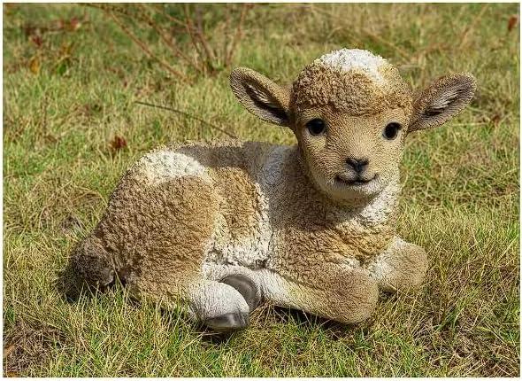 Baby Lamb Lying Down