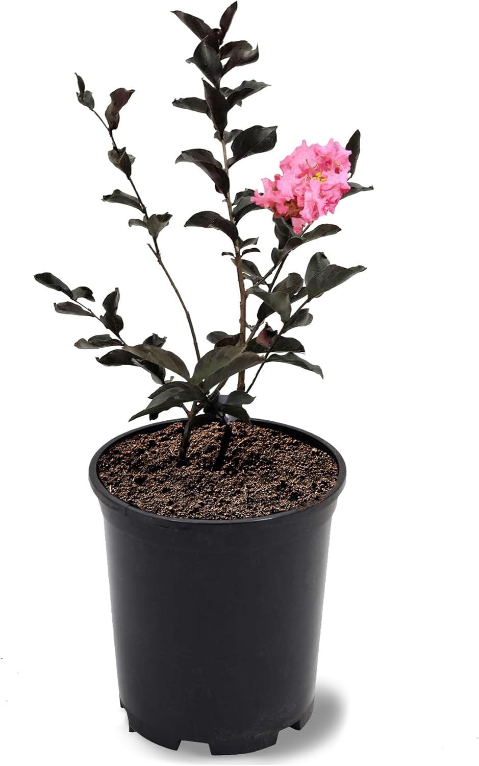 Black Diamond Shell Pink Crape Myrtle Tree in 1-Gallon Pot