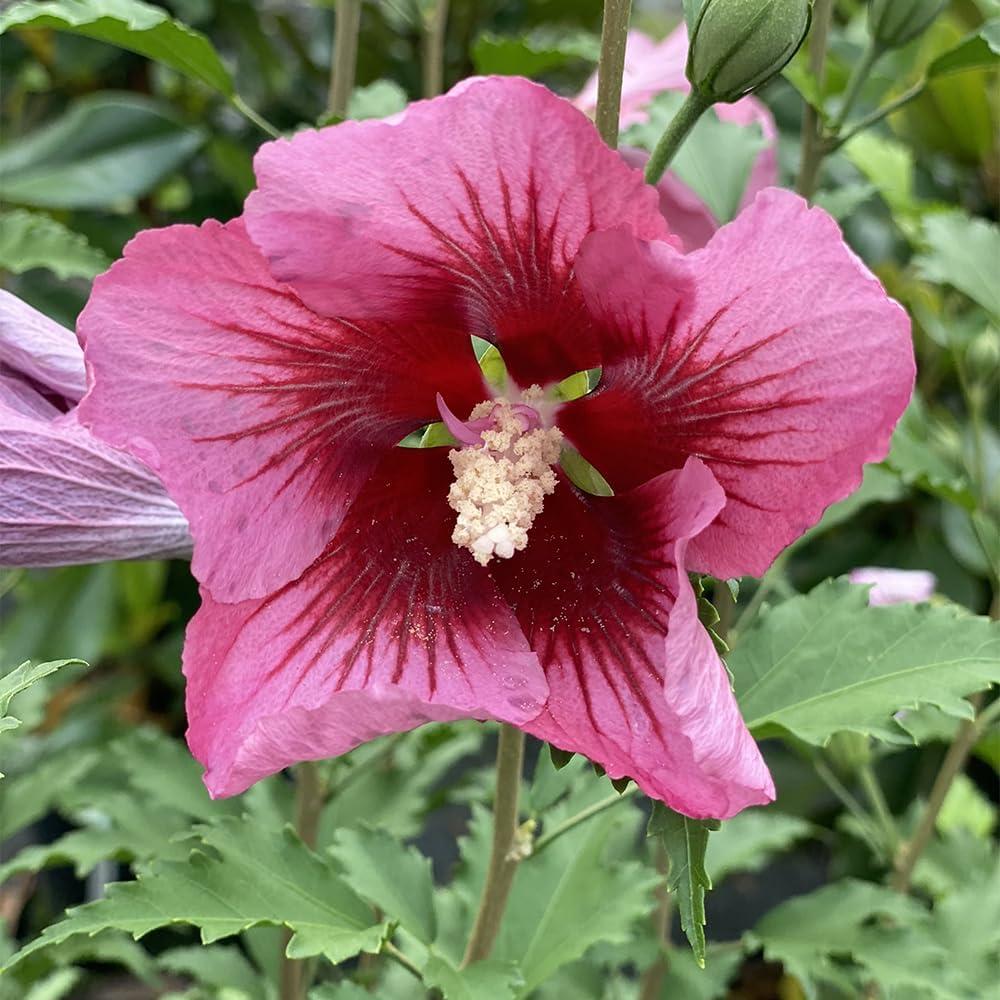 2 Gallon Red Pillar Hibiscus with Dark Pink Flowers