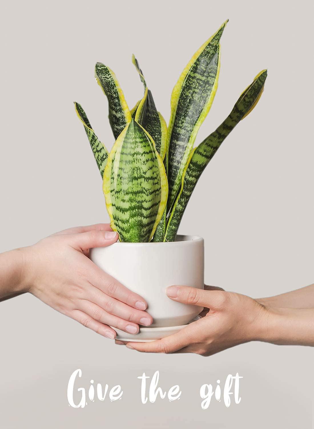 Set Of 3 Modern Ceramic Planter Pots With Drainage - Stylish Indoor/Outdoor Decor