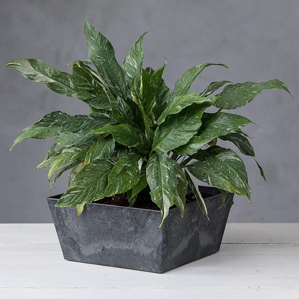 Drevy Ella Low Square Planter, 12-Inch, Black