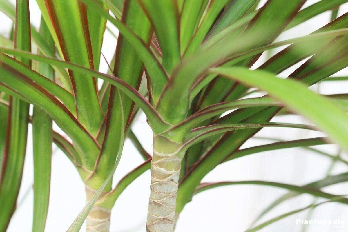 Extra Large Madagascar Dragon Tree in Black Pot