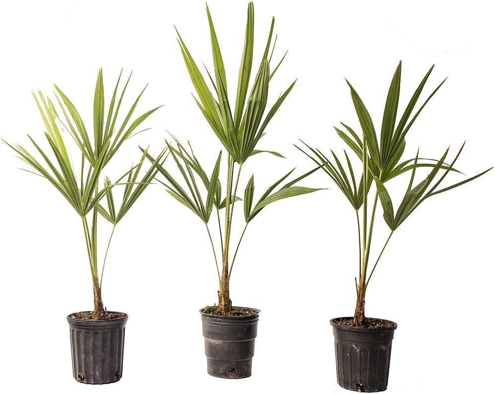 American Plant Exchange Windmill Palm Tree, Cold-Hardy Outdoor Landscape Plants, Zones 7-11