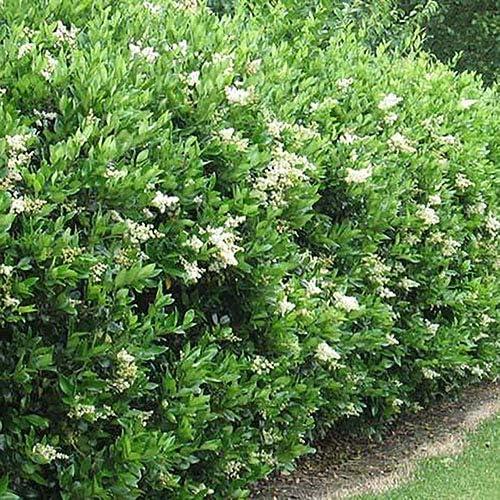 Expert Gardener 2.25 Gallon Ligustrum Recurvifolium Privet Live Shrub