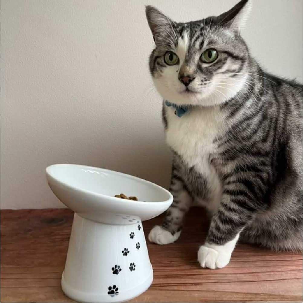 Tilted Stress Free Raised Cat Food Bowl