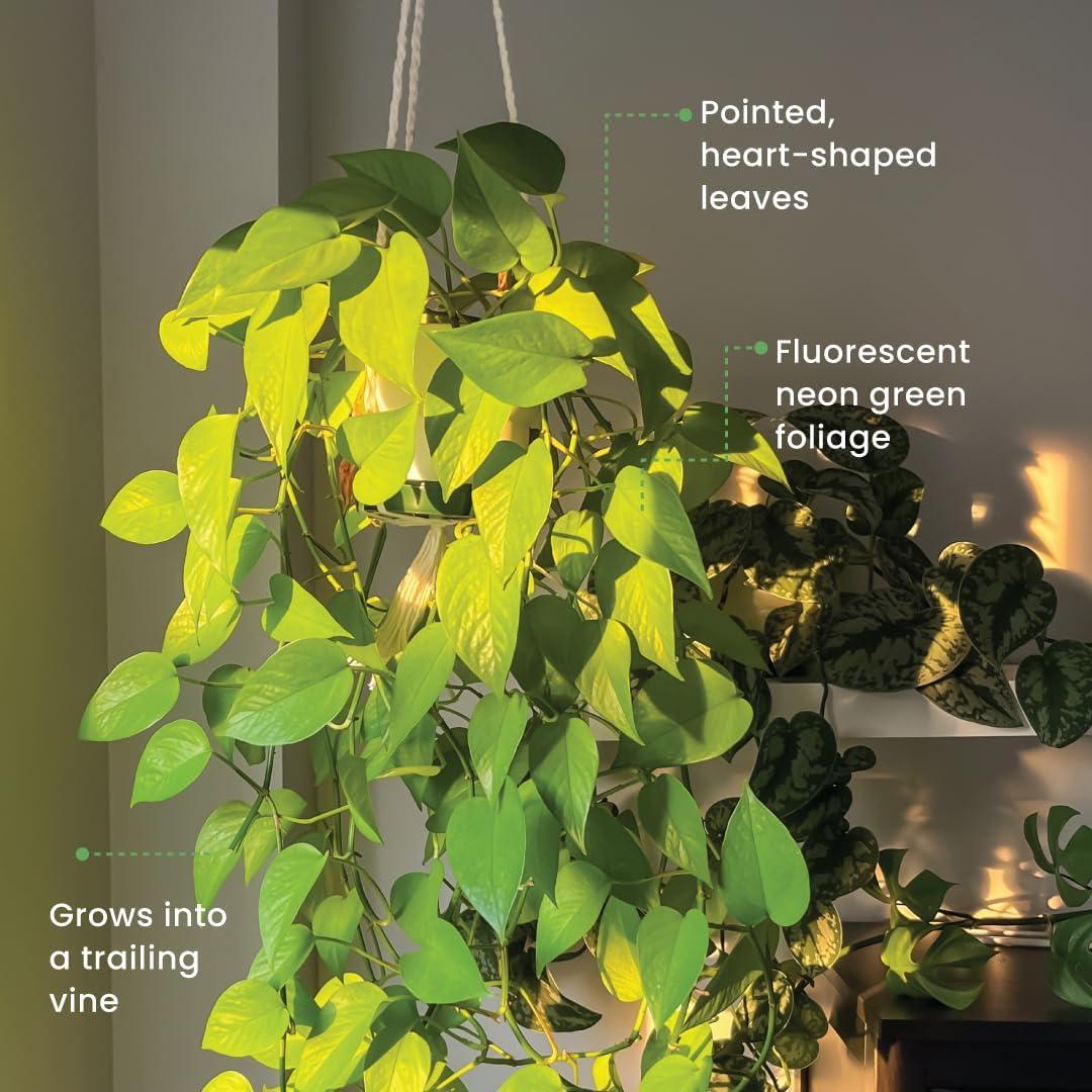 Neon Pothos 8-Inch Hanging Basket Indoor/Outdoor Plant