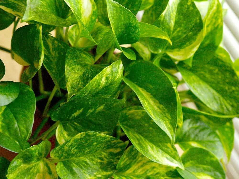 Golden Pothos Totem Pole with Heart-Shaped Green Leaves in 6-Inch Pot