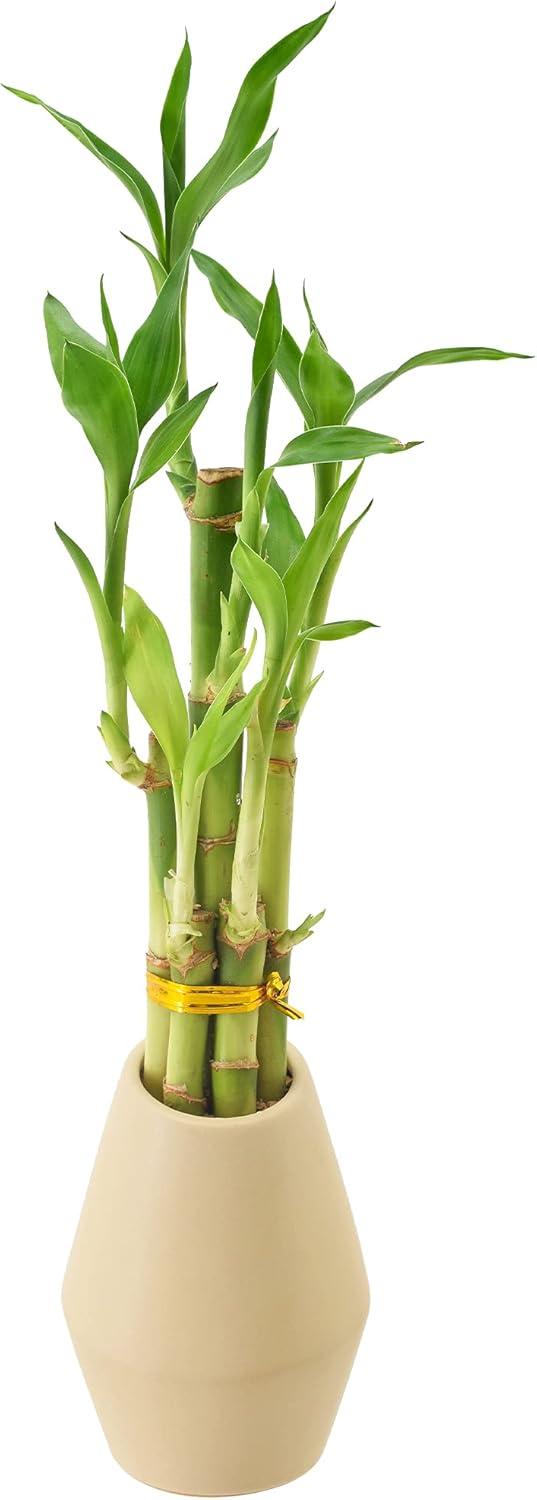 Beige Ceramic Potted 16'' Dracena Sanderiana Bamboo Plant